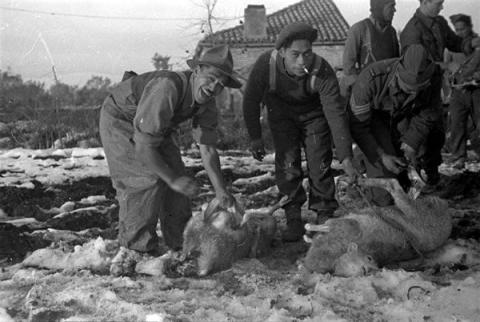 Preparing Italian sheep for dinner