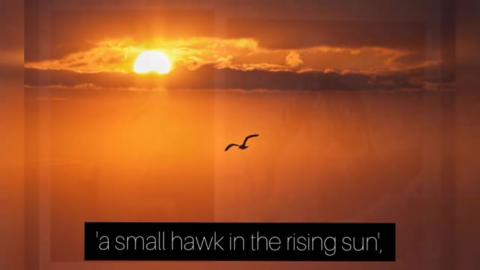 Hawke flying over sunset